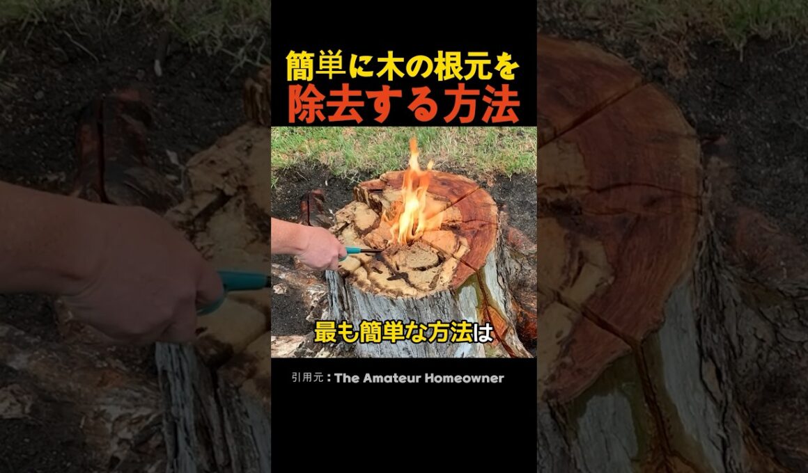 簡単に木の根元を除去する方法