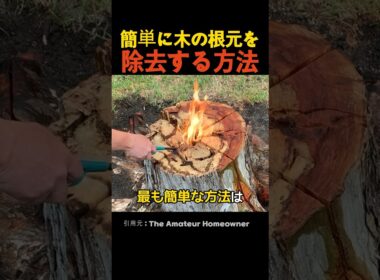 簡単に木の根元を除去する方法