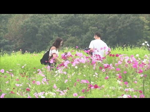 猛暑に耐え見頃に！約25万本の“コスモス”咲き誇る「あまりにキレイでびっくり」新潟・長岡市 (25/10/08 18:37)