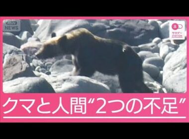 「日本は全世界でも緊迫した状況」クマ被害相次ぐ背景に“2つの不足”【サタデーステーション】(2025年10月11日)