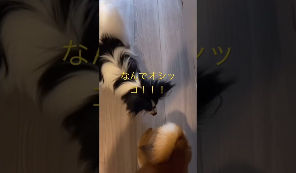 興奮しすぎて！ #柴犬　#くまころー