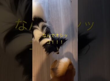興奮しすぎて！ #柴犬　#くまころー