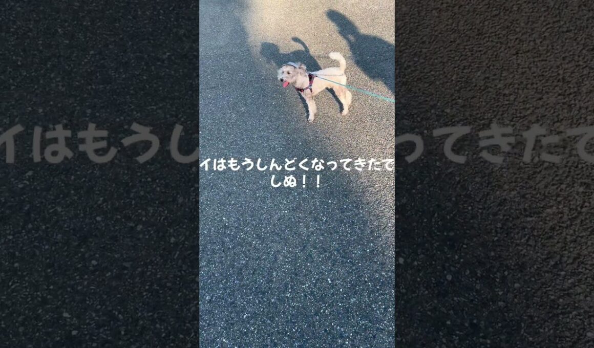 トイプードル#帽子が似合う #元気 #可愛い #散歩 #平和 #海を散歩