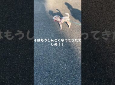 トイプードル#帽子が似合う #元気 #可愛い #散歩 #平和 #海を散歩