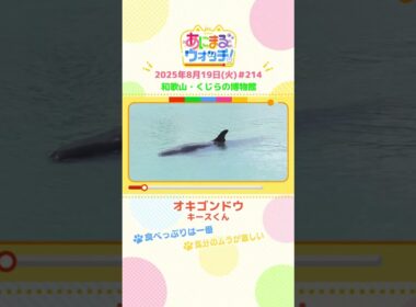 気分のムラが激しい！「オキゴンドウ」　和歌山「くじらの博物館」　#shorts #読売テレビニュース #すまたん #あにまるウォッチ #動物