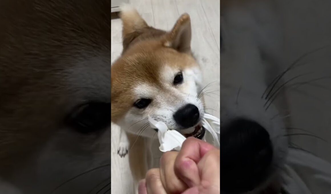 俺と遊びたいのか！　#柴犬　#くまころー