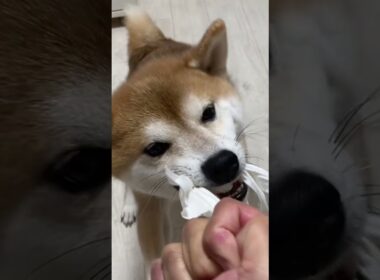 俺と遊びたいのか！　#柴犬　#くまころー