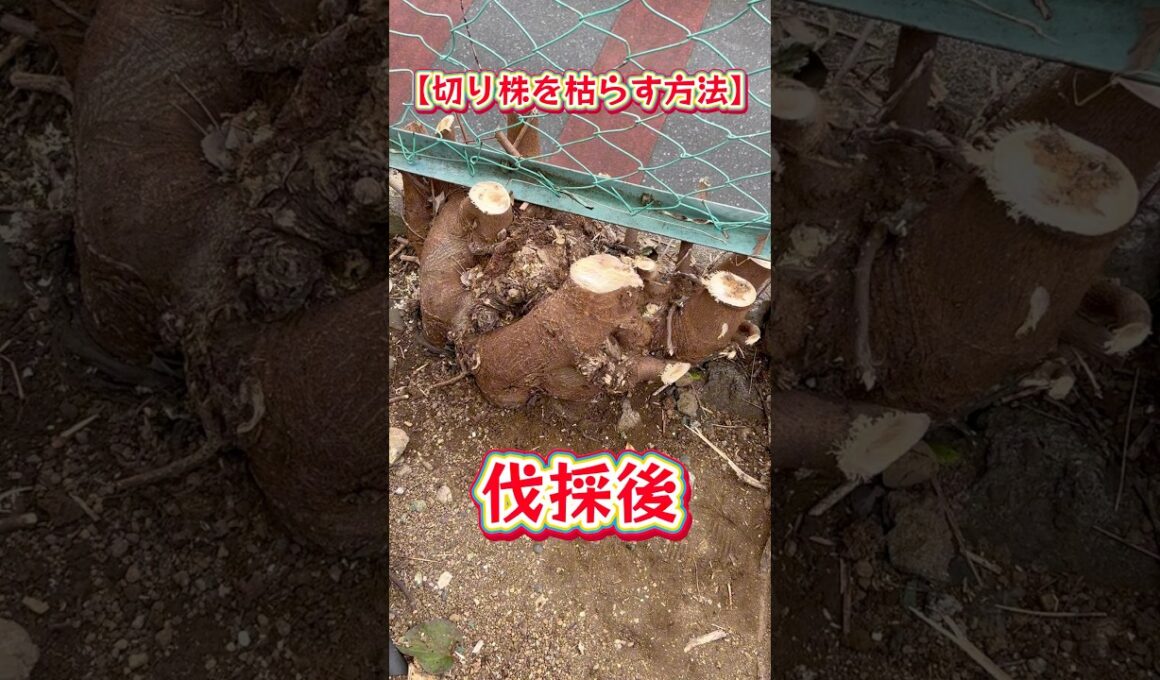 【埼玉の植木屋さん】伐採後【切り株を枯らす方法】#富士見グリーンガーデン #ガーデン #ガーデニング #植木屋 #造園 #ショート #除草剤 #ledzeppelin #埼玉県 #富士見市