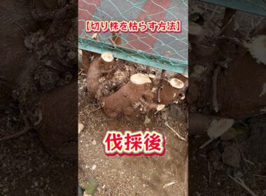 【埼玉の植木屋さん】伐採後【切り株を枯らす方法】#富士見グリーンガーデン #ガーデン #ガーデニング #植木屋 #造園 #ショート #除草剤 #ledzeppelin #埼玉県 #富士見市