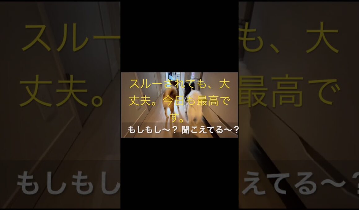 柴犬に癒されて！ #柴犬　#パピヨン