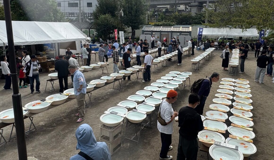 明治時代から137年続く金魚の品評会に参加。社会や組織が100年続くヒントがここにある