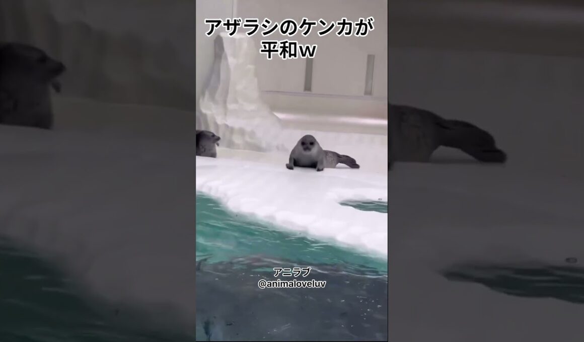 アザラシのケンカが平和ｗ #shorts #アザラシ #海遊館 #seal #癒し #かわいい動物