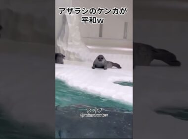 アザラシのケンカが平和ｗ #shorts #アザラシ #海遊館 #seal #癒し #かわいい動物