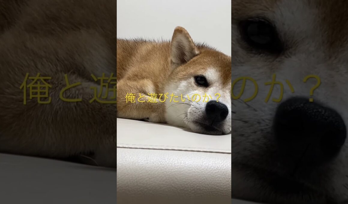 柴犬くまころー #飼い主55歳