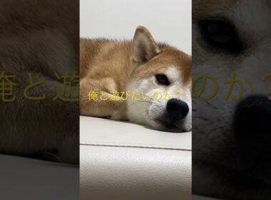 柴犬くまころー #飼い主55歳
