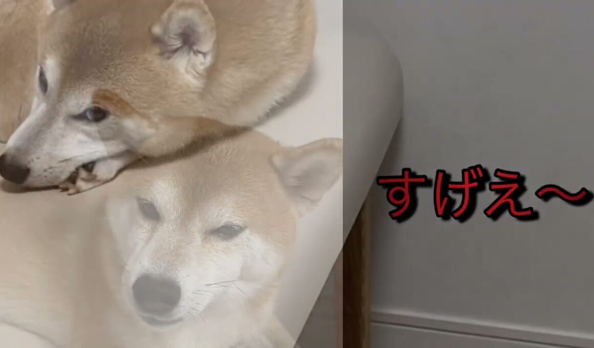 【柴犬飼い主55歳】飼い主の“遊びたい顔”に気づいた柴犬の反応がコレ！