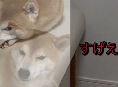 【柴犬飼い主55歳】飼い主の“遊びたい顔”に気づいた柴犬の反応がコレ！