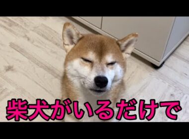 【柴犬飼い主55歳】Forget-me-not 〜くまころーがくれた時間〜　