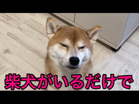 【柴犬飼い主55歳】Forget-me-not 〜くまころーがくれた時間〜　