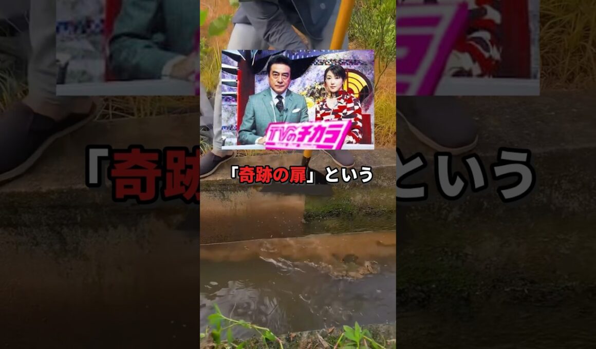 テレビ番組で解決した行方不明事件とは