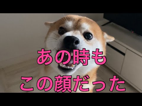 【柴犬飼い主55歳】６年のキセキ。柴犬くまころーの写真日記