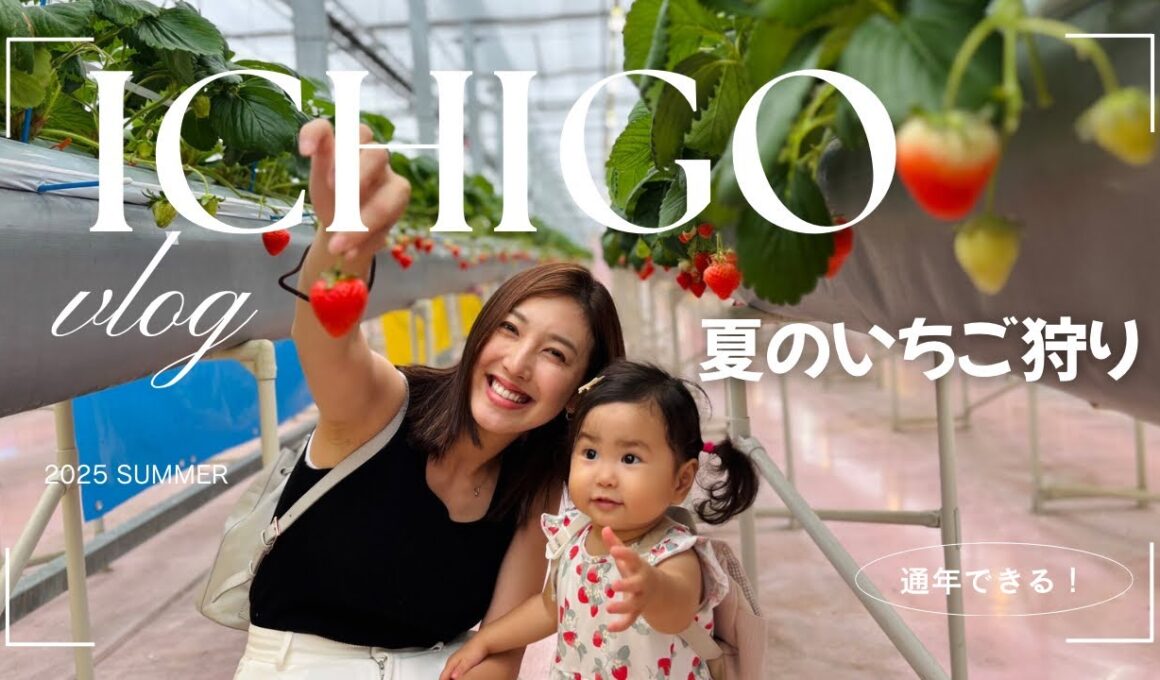 【真夏のいちご狩り🍓】大好きな苺を前に興奮！自分で狩る課外授業｜１歳半祝いに｜歩き始め