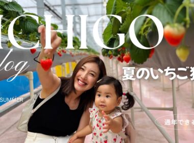 【真夏のいちご狩り🍓】大好きな苺を前に興奮！自分で狩る課外授業｜１歳半祝いに｜歩き始め