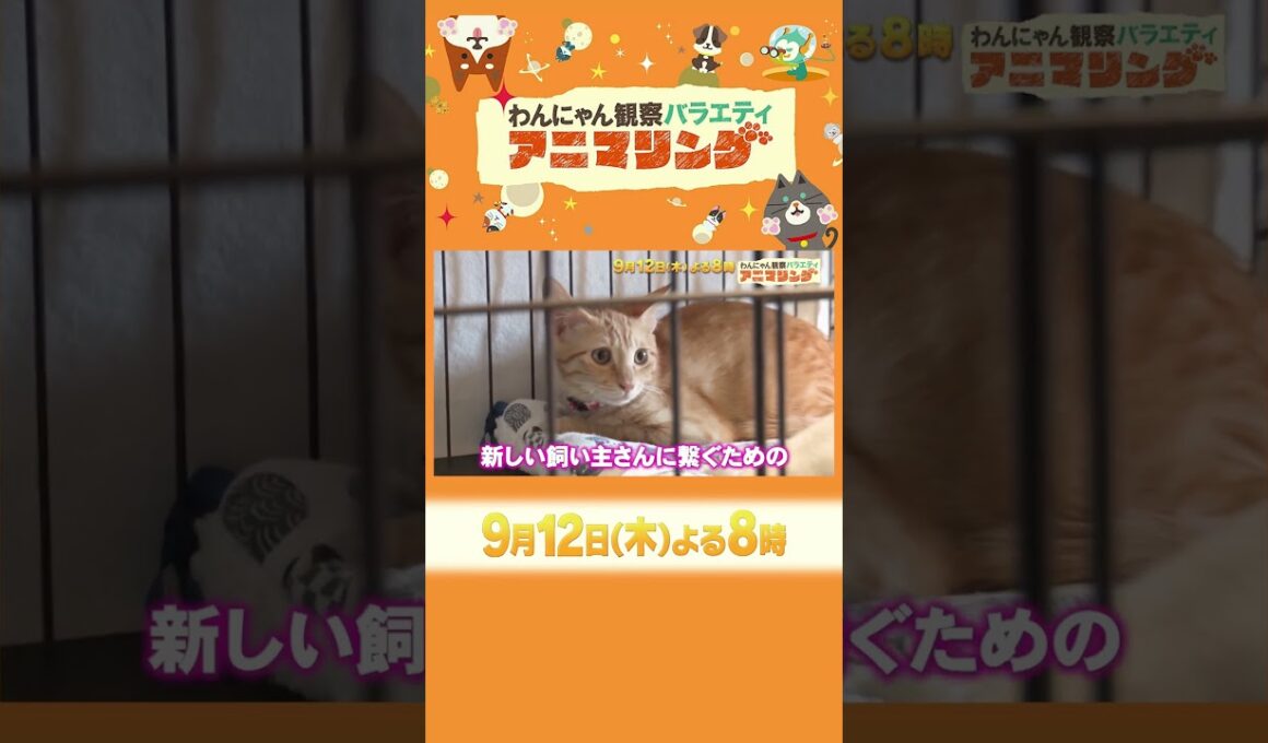 天才ワンちゃんvsスポーツ選手！ガチンコ勝負!!『#アニマリング』9/12(木)