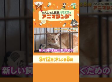 天才ワンちゃんvsスポーツ選手！ガチンコ勝負!!『#アニマリング』9/12(木)