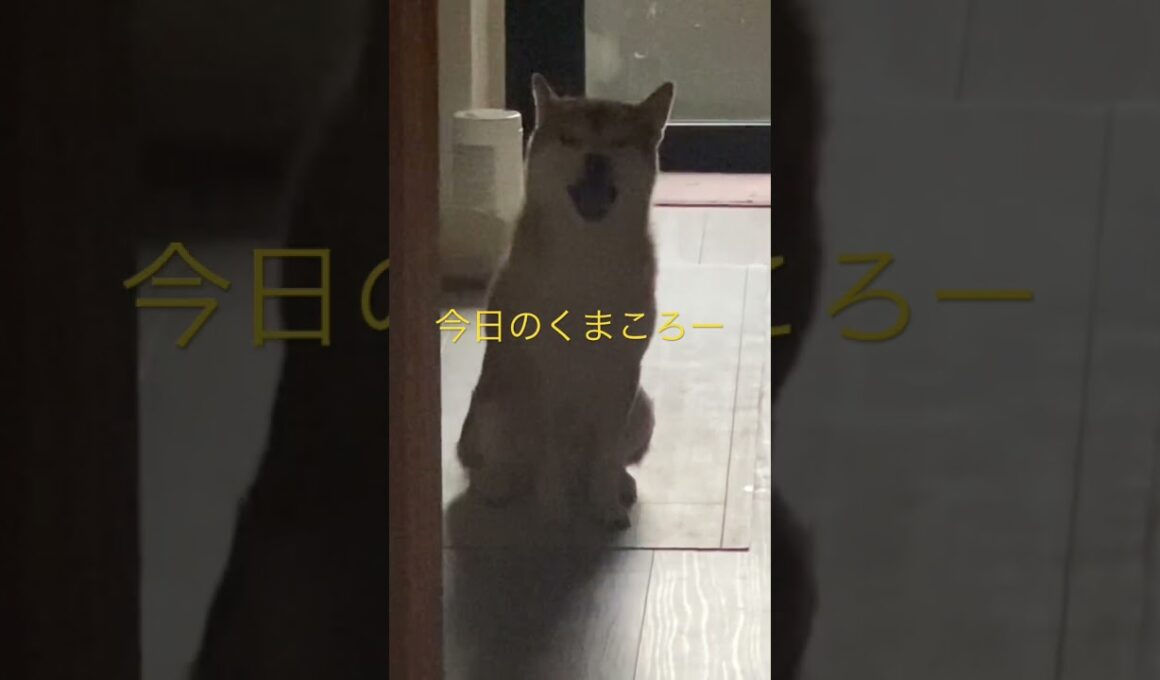 柴犬くまころー　#柴犬飼い主55歳　#ポイポイポー君三世