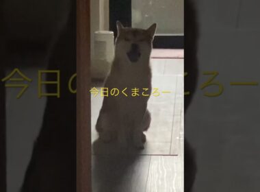 柴犬くまころー　#柴犬飼い主55歳　#ポイポイポー君三世
