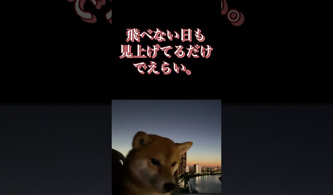 #柴犬 #くまころー #犬好きと繋がりたい #癒し動画 #ポイポイポー君三世