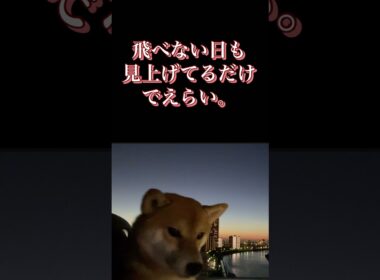 #柴犬 #くまころー #犬好きと繋がりたい #癒し動画 #ポイポイポー君三世