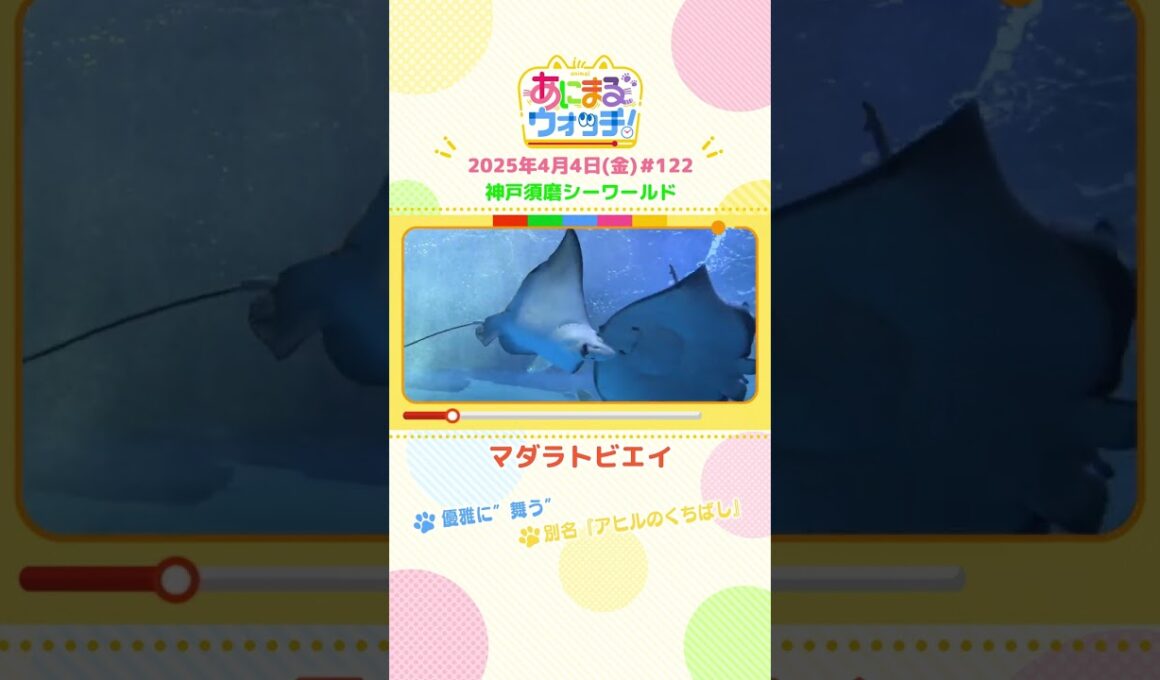 優雅に“舞う”「マダラトビエイ」兵庫「神戸須磨シーワールド」　#shorts #読売テレビニュース #すまたん ＃あにまるウォッチ #動物