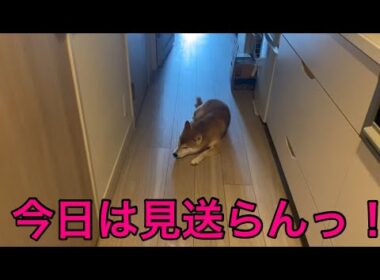 【柴犬飼い主55歳】 「飼い主を見送る柴犬6日間ドキュメント〜そして伝説の“拒否日”〜」