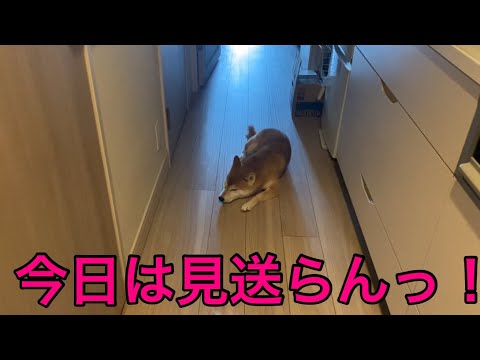 【柴犬飼い主55歳】 「飼い主を見送る柴犬6日間ドキュメント〜そして伝説の“拒否日”〜」