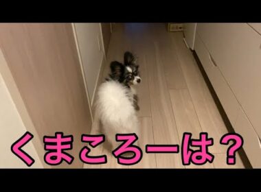 【柴犬飼い主55歳】本当は1番に飼い主を見送りたいけど先を越されたためでてこれない柴犬。