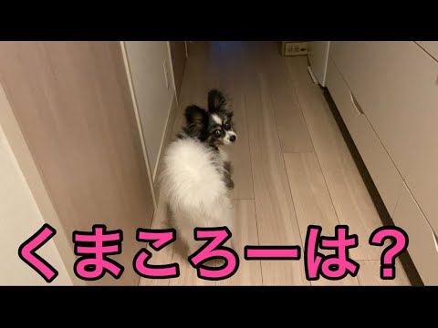 【柴犬飼い主55歳】本当は1番に飼い主を見送りたいけど先を越されたためでてこれない柴犬。