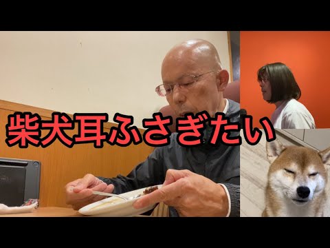 【柴犬飼い主55歳】音痴ソングと柴犬くまころー　飼い主、コーヒーゼリーと戦う。