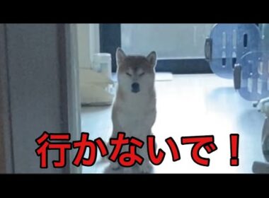 【柴犬飼い主55歳】外出の儀式で柴犬がガチで寂しがる。