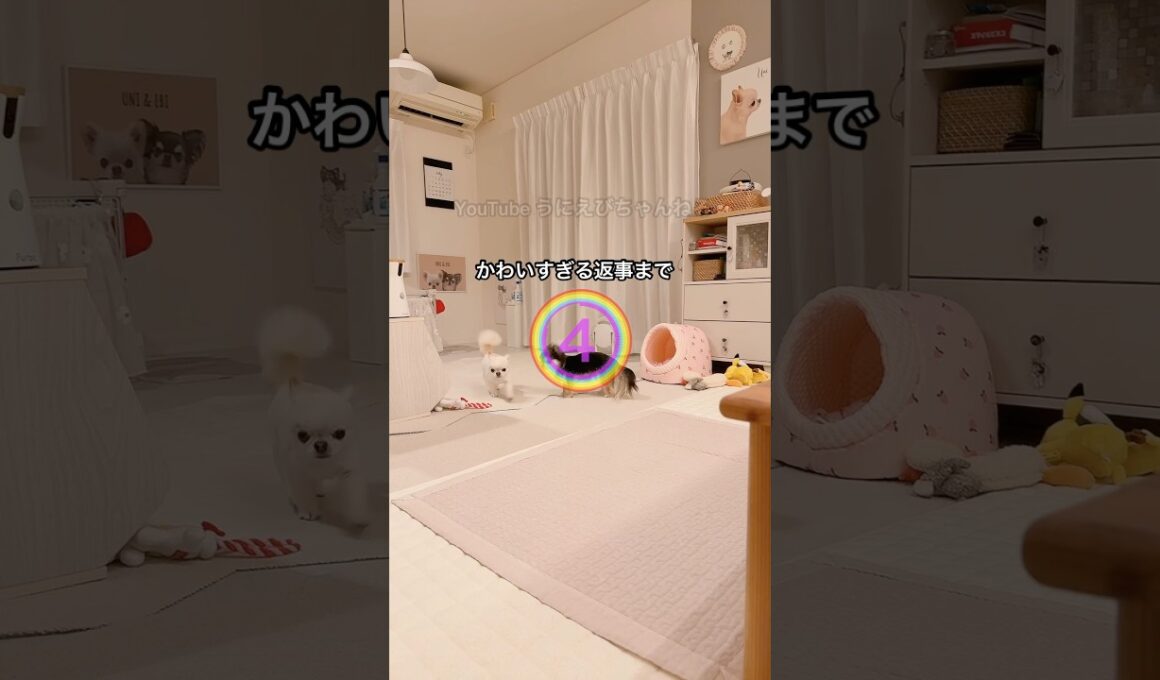 【インスタ190万回再生】人間みたいな返事をする犬うにちゃん。 #癒し #チワワ #ほのぼの #平和 #しゃべる犬 #ほっこり