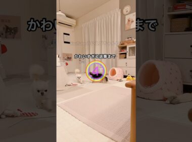 【インスタ190万回再生】人間みたいな返事をする犬うにちゃん。 #癒し #チワワ #ほのぼの #平和 #しゃべる犬 #ほっこり