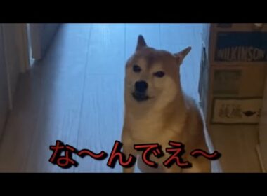 【柴犬飼い主55歳】留守番頼んだら〝なんで〜〟って言葉で返してきた柴犬。　