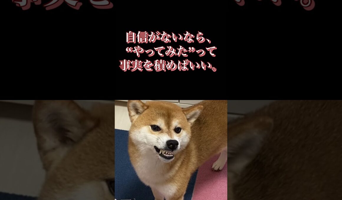 #柴犬 #くまころー #犬好きと繋がりたい #癒し動画 #ポイポイポー君三世