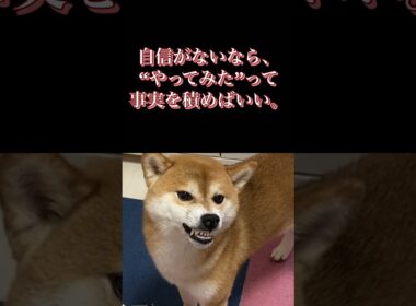 #柴犬 #くまころー #犬好きと繋がりたい #癒し動画 #ポイポイポー君三世
