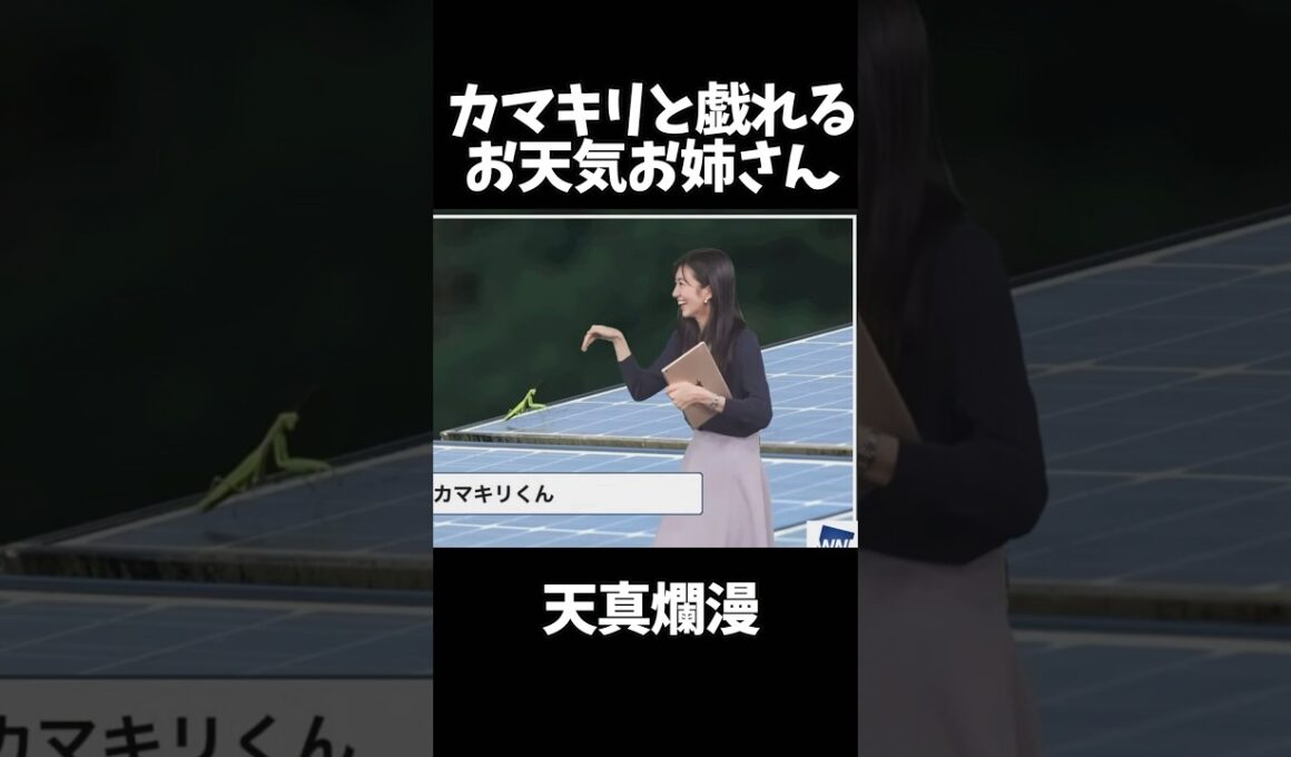 カマキリと遊ぶお天気お姉さんがかわいい#大島璃音 #ウェザーニュース #アナウンサー