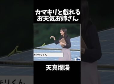 カマキリと遊ぶお天気お姉さんがかわいい#大島璃音 #ウェザーニュース #アナウンサー