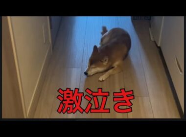 【柴犬飼い主55歳】わざと柴犬の名前を間違いて呼んでいたら激泣きする。