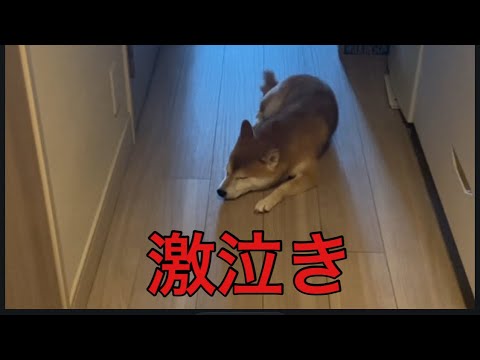 【柴犬飼い主55歳】わざと柴犬の名前を間違いて呼んでいたら激泣きする。