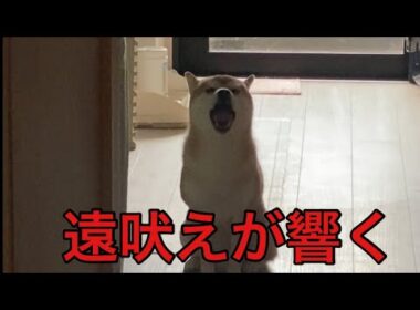 【柴犬飼い主55歳】仲間の証の遠吠えの声が日に日に響きをますようなっている柴犬。